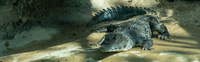 Slender-Snouted Crocodile
