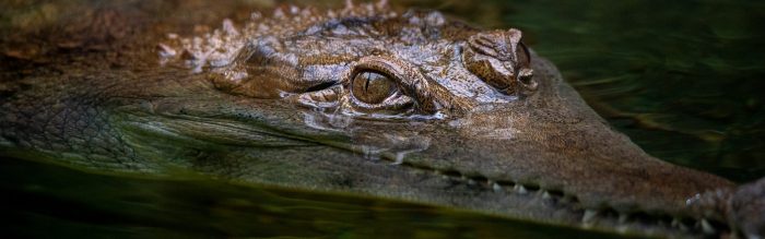 Slender-Snouted Crocodile
