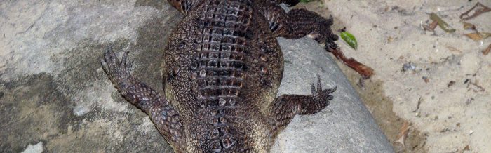 Slender-Snouted Crocodile