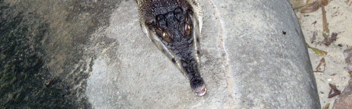 Slender-Snouted Crocodile