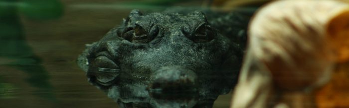 Slender-Snouted Crocodile