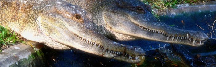 Slender-Snouted Crocodile