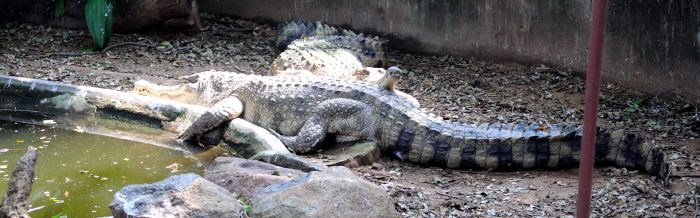 Slender-Snouted Crocodile