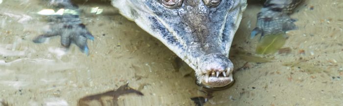 Slender-Snouted Crocodile