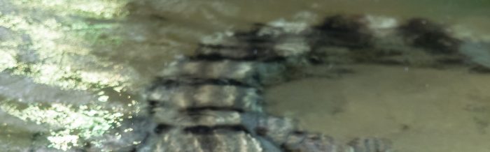 Slender-Snouted Crocodile