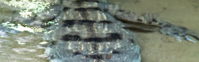 Slender-Snouted Crocodile