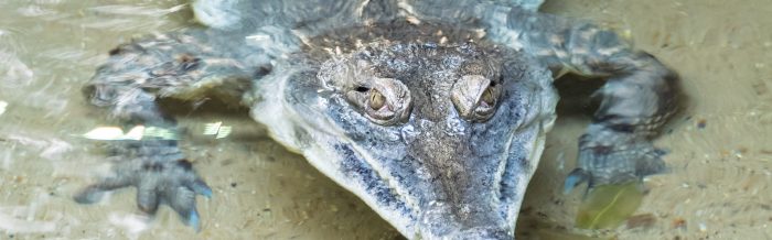 Slender-Snouted Crocodile