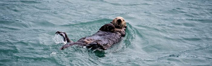 Sea Otter