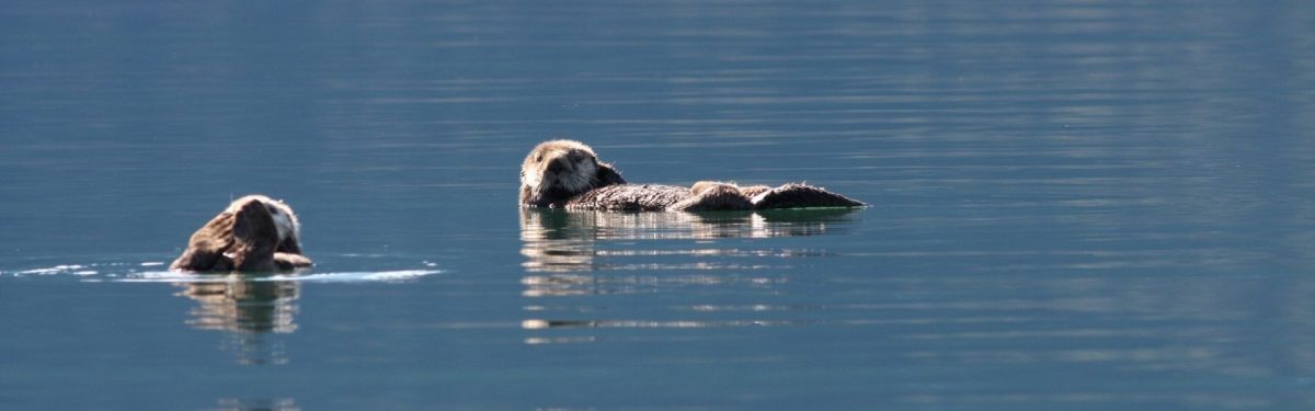 Sea Otter