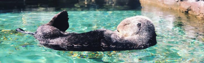 Sea Otter