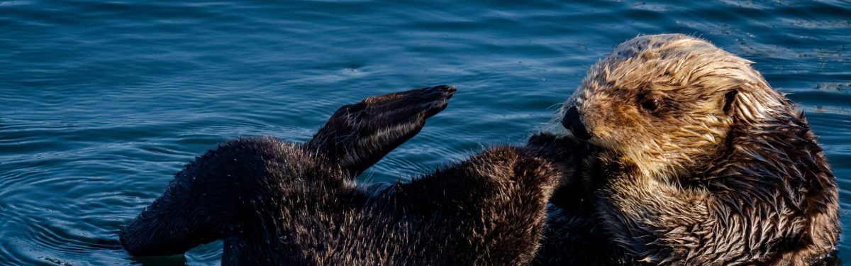 Sea Otter