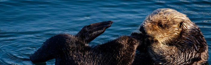 Sea Otter
