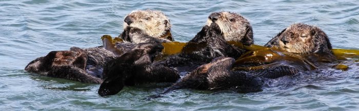 Sea Otter