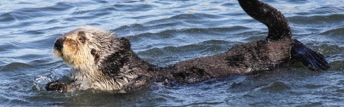 Sea Otter