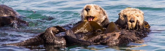 Sea Otter