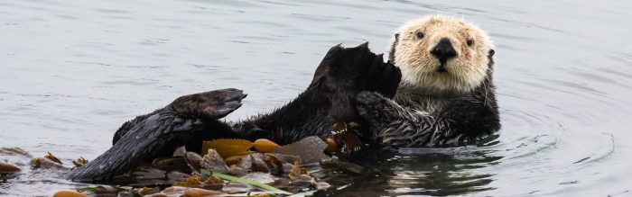 Sea Otter
