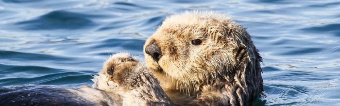 Sea Otter