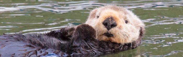 Sea Otter