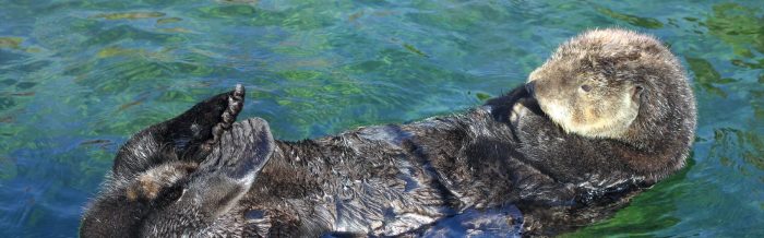 Sea Otter