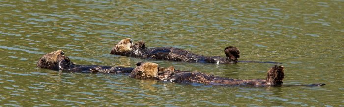 Sea Otter