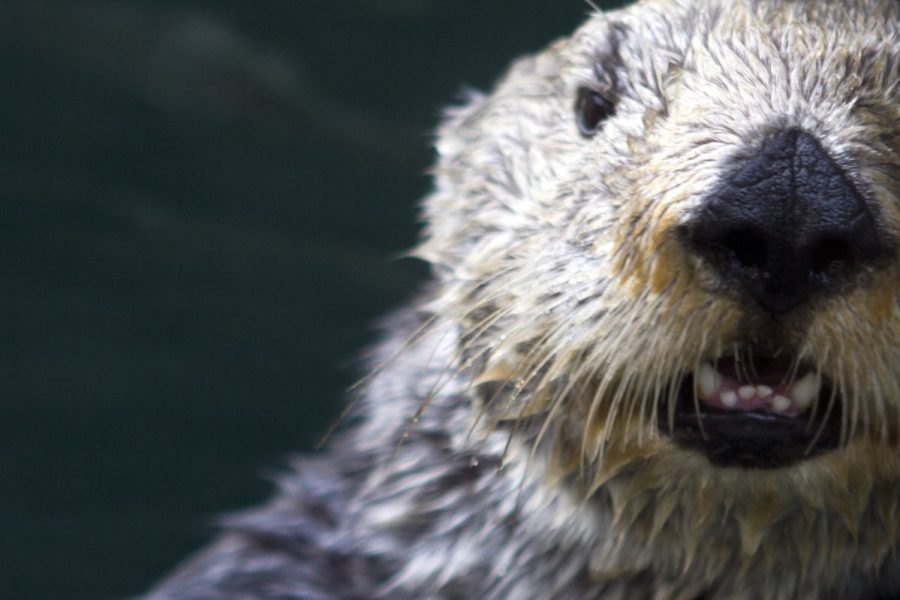 Sea Otter