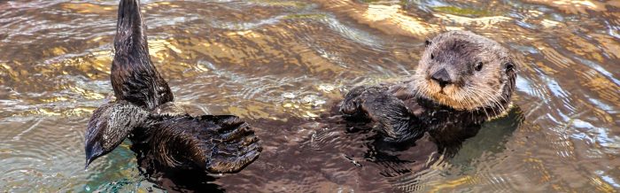 Sea Otter