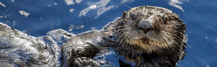Sea Otter