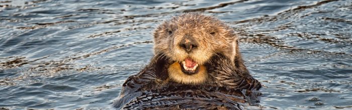 Sea Otter