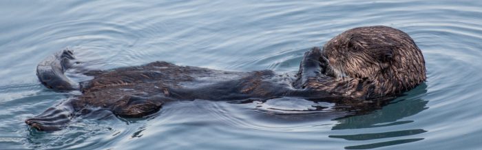Sea Otter