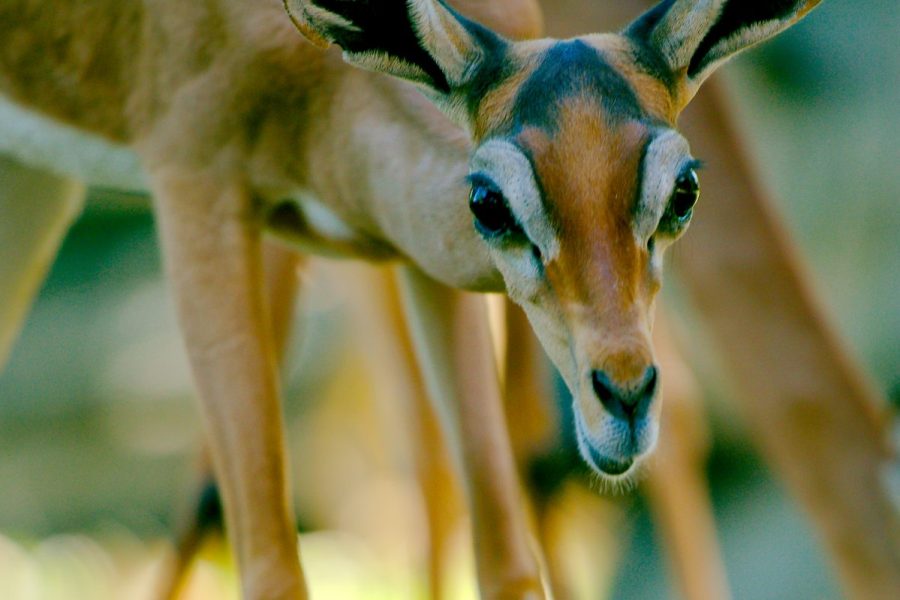 Gerenuk