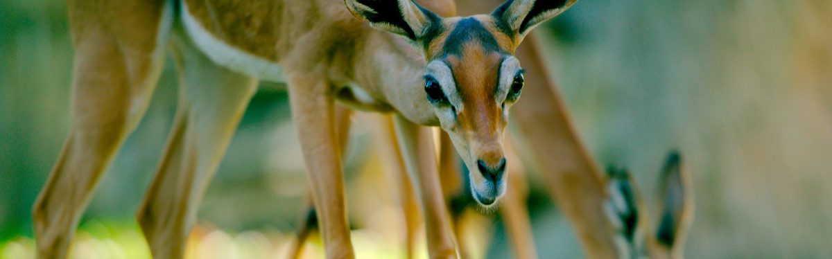 Gerenuk
