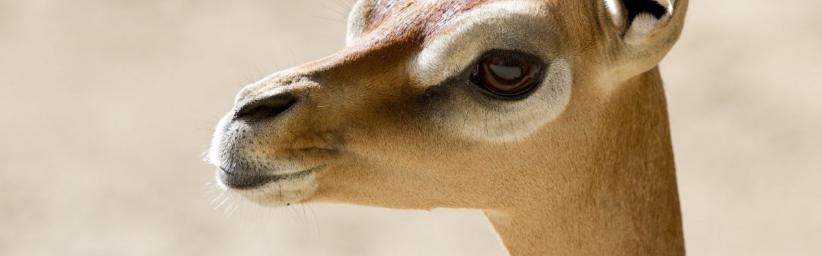 Gerenuk