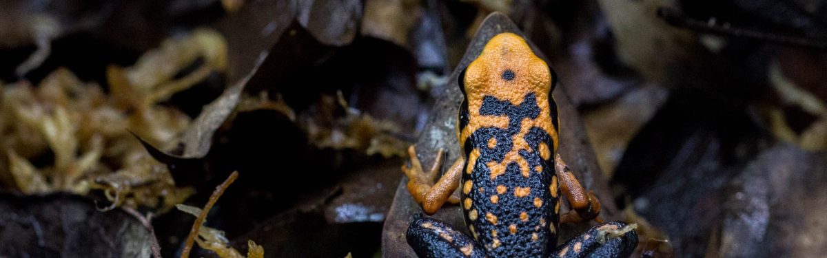 Silverstone’s Poison Frog