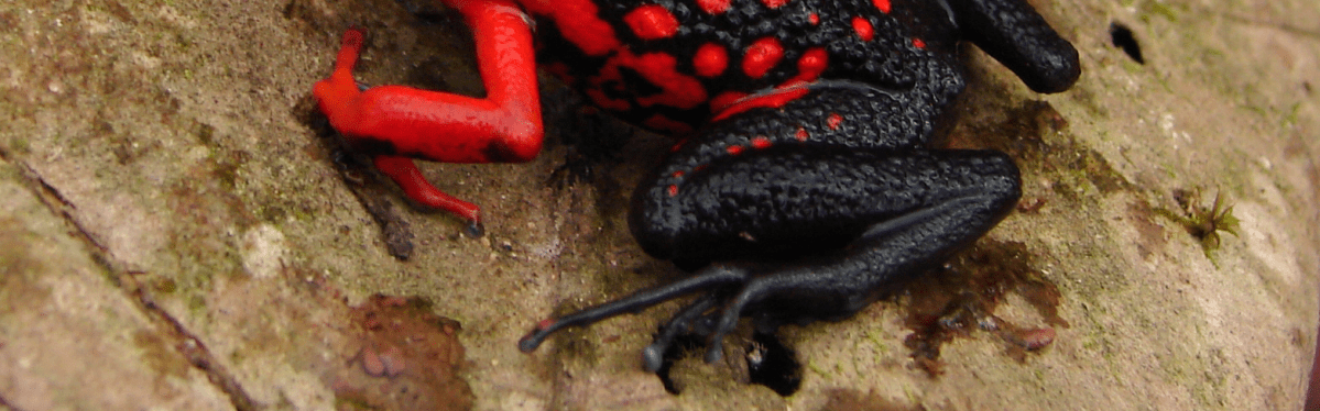 Silverstone’s Poison Frog