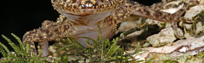Gulbaru Leaf-Tailed Gecko