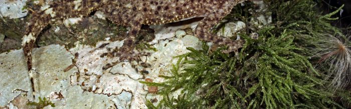 Gulbaru Leaf-Tailed Gecko