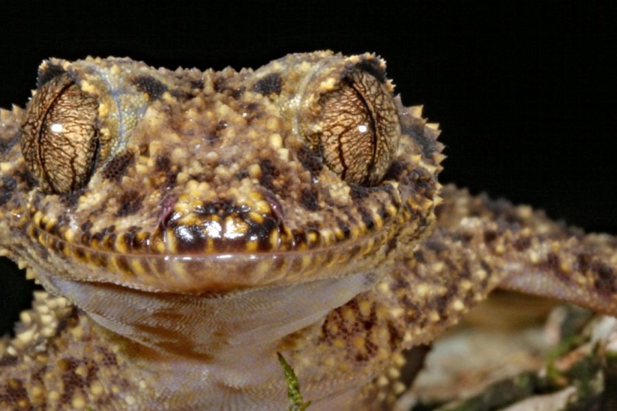 Gulbaru Leaf-Tailed Gecko