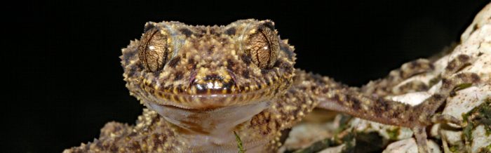 Gulbaru Leaf-Tailed Gecko