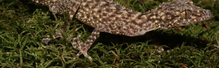 Gulbaru Leaf-Tailed Gecko