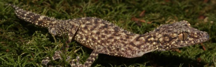 Gulbaru Leaf-Tailed Gecko