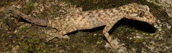 Gulbaru Leaf-Tailed Gecko