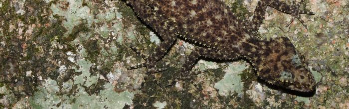 Gulbaru Leaf-Tailed Gecko
