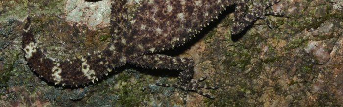 Gulbaru Leaf-Tailed Gecko