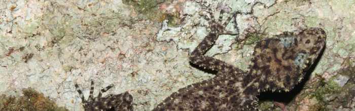 Gulbaru Leaf-Tailed Gecko