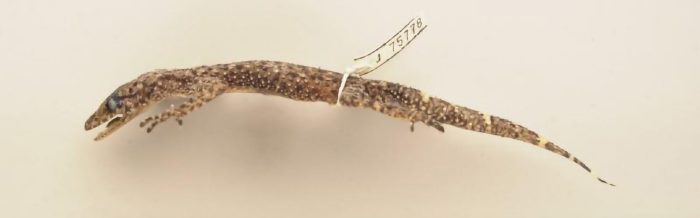 Gulbaru Leaf-Tailed Gecko