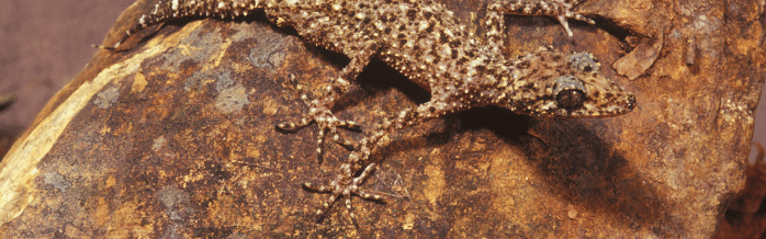 Gulbaru Leaf-Tailed Gecko
