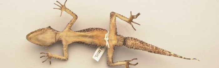 Gulbaru Leaf-Tailed Gecko