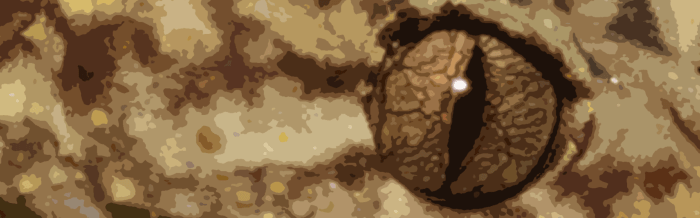 Gulbaru Leaf-Tailed Gecko