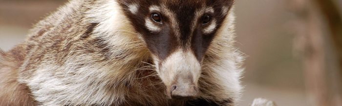 White-Nosed Coati