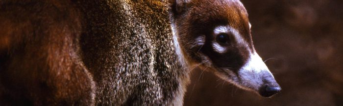 White-Nosed Coati